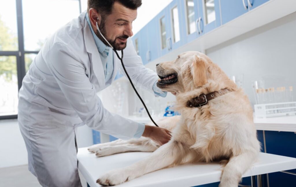 How Does Pet Insurance Coverage Change With Pet Health Conditions