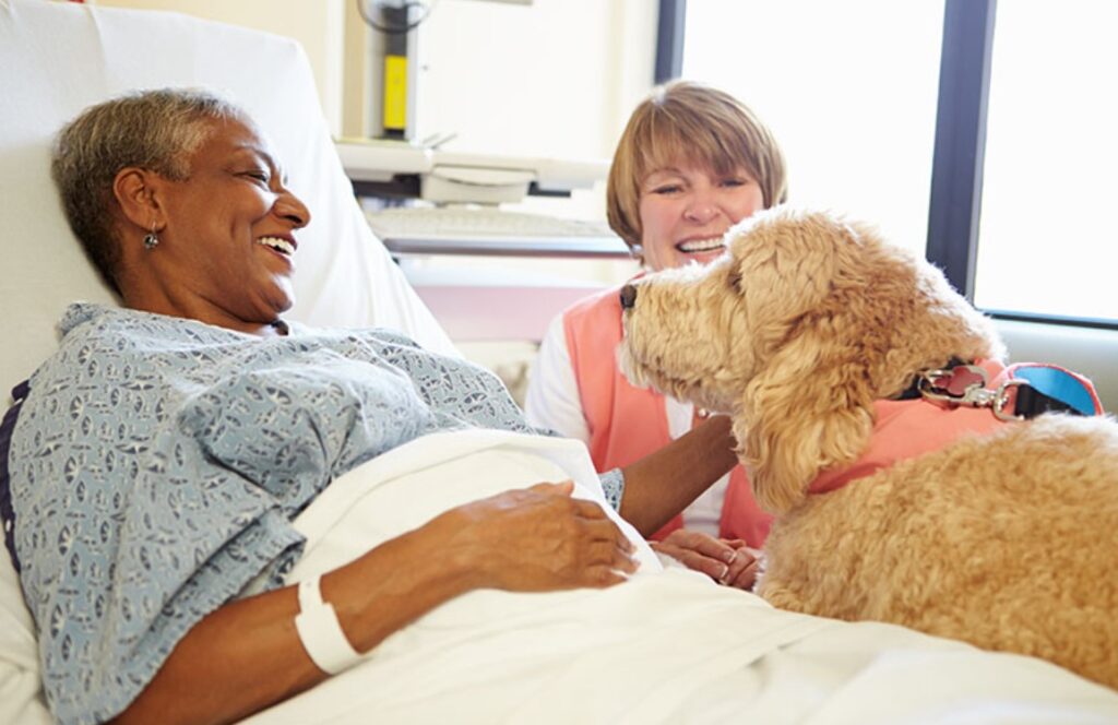 Is Animal Assisted Therapy Covered By Insurance